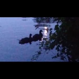 Ducks on Lake in Moonlight by Martin Zaslov 