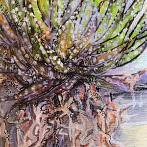 Haworthia that was by Janet Dixon 