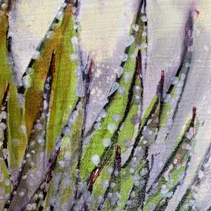 Haworthia that was by Janet Dixon 
