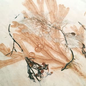 Sea of Secret Colors #4: Gulfweed (Sargassum Filipendula) and Mystery Silver Seaweed by May Babcock 