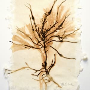 Sea of Secret Colors #6: Stringy Acid Kelp (Desmarestia viridis) by May Babcock