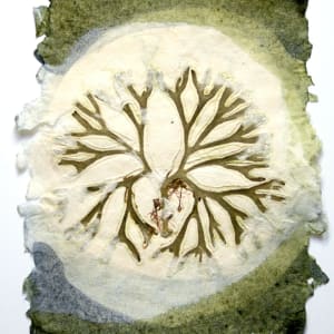 Sea of Secret Colors #13: Codium fragile by May Babcock