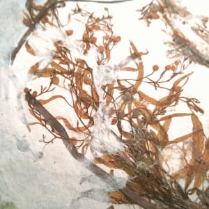 Sea of Secret Colors #16: Gulfweed (Sargassum Filipendula) by May Babcock 