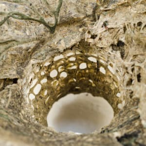 Rome Point Seaweed Constructions #3 by May Babcock 