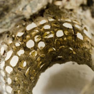 Rome Point Seaweed Constructions #3 by May Babcock 