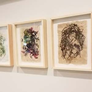 [FRAMED] Rhode Island Herbarium: Green Hill Beach #1 by May Babcock, Image 5.