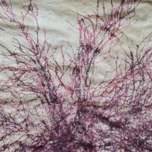 Great Salt Cove Macroalgae #3 by May Babcock 