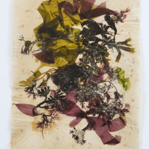 Rhode Island Herbarium: Moonstone Beach #3 by May Babcock