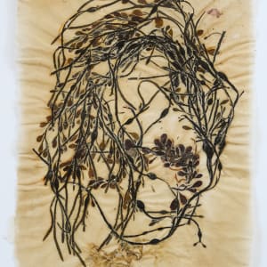 [FRAMED] Rhode Island Herbarium: Green Hill Beach #1 by May Babcock