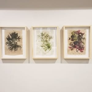 [FRAMED] Rhode Island Herbarium: Green Hill Beach #1 by May Babcock, Image 2.