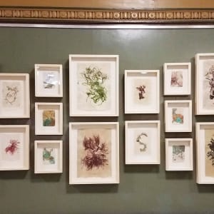 [FRAMED] Rhode Island Herbarium: Green Hill Beach #1 by May Babcock, Image 3.