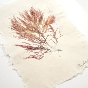 Macroalgae: Rome Point #3, Red Seaweed  (Gracilaria) by May Babcock 
