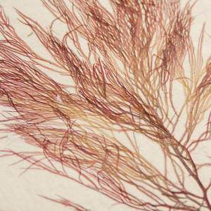 Macroalgae: Rome Point #3, Red Seaweed  (Gracilaria) by May Babcock 