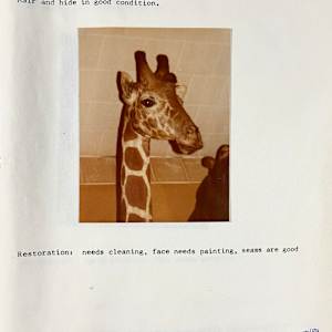 Reticulated Giraffe #79 by The Foster's Curator  Image: 1983 collection appraisal 