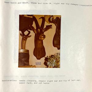 Roan Antelope #42 by The Foster's Curator  Image: 1983 collection appraisal 