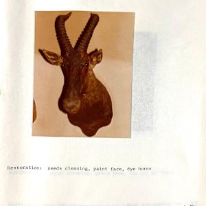 Hunter’s Hartebeest #45 by The Foster's Curator  Image: 1983 collection appraisal 