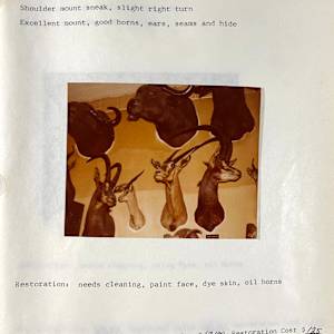 Cape Buffalo #77 by The Foster's Curator  Image: 1983 collection appraisal 