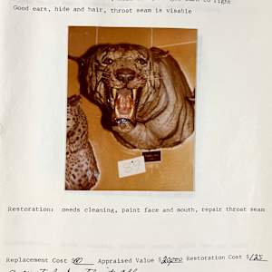 Tiger #6 by The Foster's Curator  Image: 1983 collection appraisal 