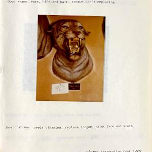 Tigress #5 by The Foster's Curator  Image: 1983 collection appraisal 
