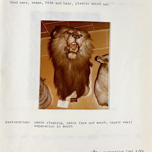 Lion #4 by The Foster's Curator  Image: 1983 collection appraisal 