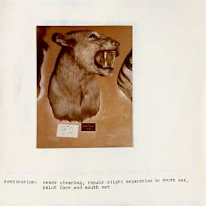 Lioness #3 by The Foster's Curator  Image: 1983 collection appraisal 