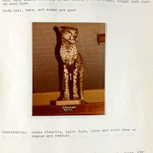 Cheetah #121 by The Foster's Curator  Image: 1983 collection appraisal 