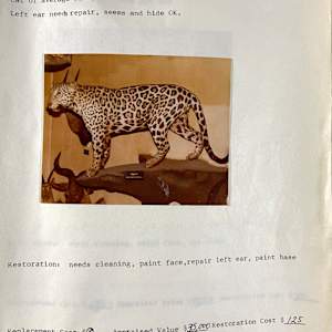 Jaguar #64 by The Foster's Curator  Image: 1983 collection appraisal 