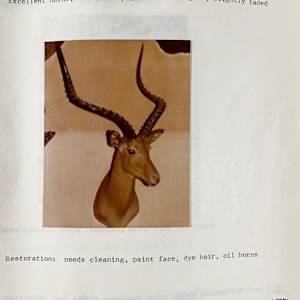 Impala #60 by The Foster's Curator  Image: 1983 collection appraisal 