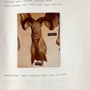 Barbary Sheep #37 by The Foster's Curator  Image: 1983 collection appraisal 