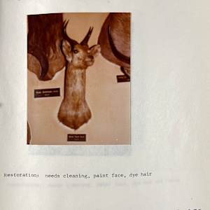 Bohor Reedbuck #36 by The Foster's Curator  Image: 1983 collection appraisal 