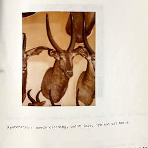 Sing Sing Waterbuck #57 by The Foster's Curator  Image: 1983 collection appraisal 