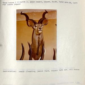 Greater Kudu #72 by The Foster's Curator  Image: 1983 collection appraisal 