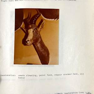Blesbok #180 by The Foster's Curator  Image: 1983 collection appraisal 