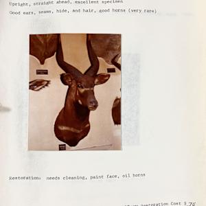 Bongo #34 by The Foster's Curator  Image: 1983 collection appraisal 