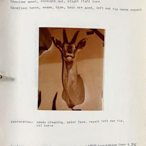 Fringe Eared Oryx #53 by The Foster's Curator  Image: 1983 collection appraisal 