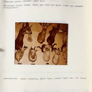 Sable Antelope #52 by The Foster's Curator  Image: 1983 collection appraisal 