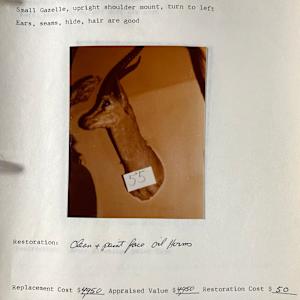 Thompson’s Gazelle #51 by The Foster's Curator  Image: 1983 collection appraisal 