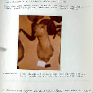 Dall Sheep #32 by The Foster's Curator  Image: 1983 collection appraisal 