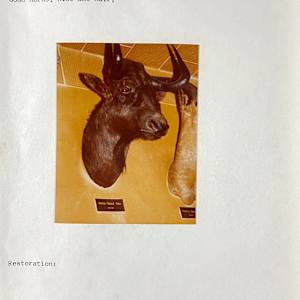 White Tailed Gnu #26 by The Foster's Curator  Image: 1983 collection appraisal 