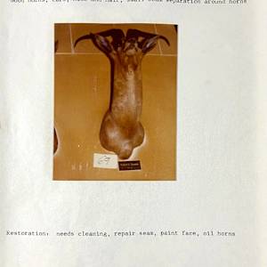 Robert’s Gazelle #24 by The Foster's Curator  Image: 1983 collection appraisal 