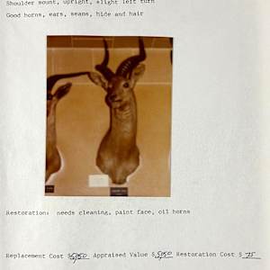 Uganda Kob #23 by The Foster's Curator  Image: 1983 collection appraisal 