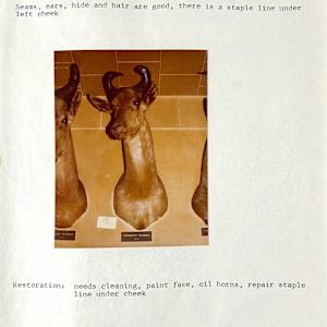 Lichtenstein’s Hartebeest #21 by The Foster's Curator  Image: 1983 collection appraisal