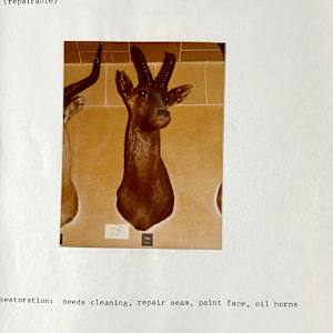 Topi #17 by The Foster's Curator  Image: 1983 collection appraisal 