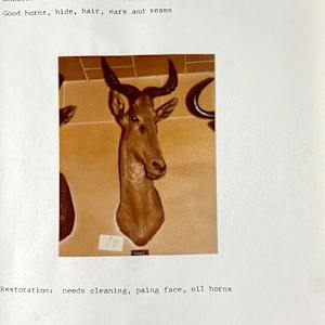 Kongoni #16 by The Foster's Curator  Image: 1983 collection appraisal 