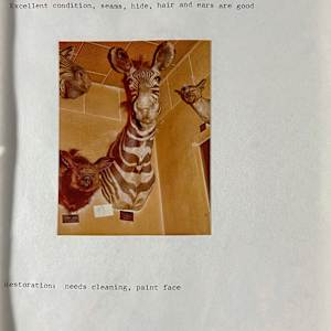 Grevy's Zebra #1 by The Foster's Curator  Image: 1983 collection appraisal 