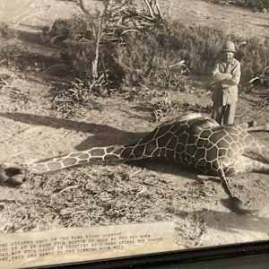 Reticulated Giraffe #79 by The Foster's Curator  Image:  “Reticulated Giraffe shot on the Tana River Country. We measured it at 17 feet from the bottom of the hoof to the top of the horn on his head. Not much sport in shooting as a game animal; but worthy as a trophy. This one hangs on the dining room wall.”