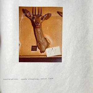 Oribi #177 by The Foster's Curator  Image: 1983 collection appraisal 