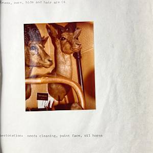 Springbuck #168 by The Foster's Curator  Image: 1983 collection appraisal 