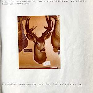 Blacktail Deer #169 by The Foster's Curator  Image: 1983 collection appraisal 