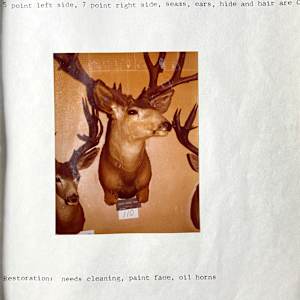 Blacktail x Mule Deer #165 by The Foster's Curator  Image: 1983 collection appraisal 